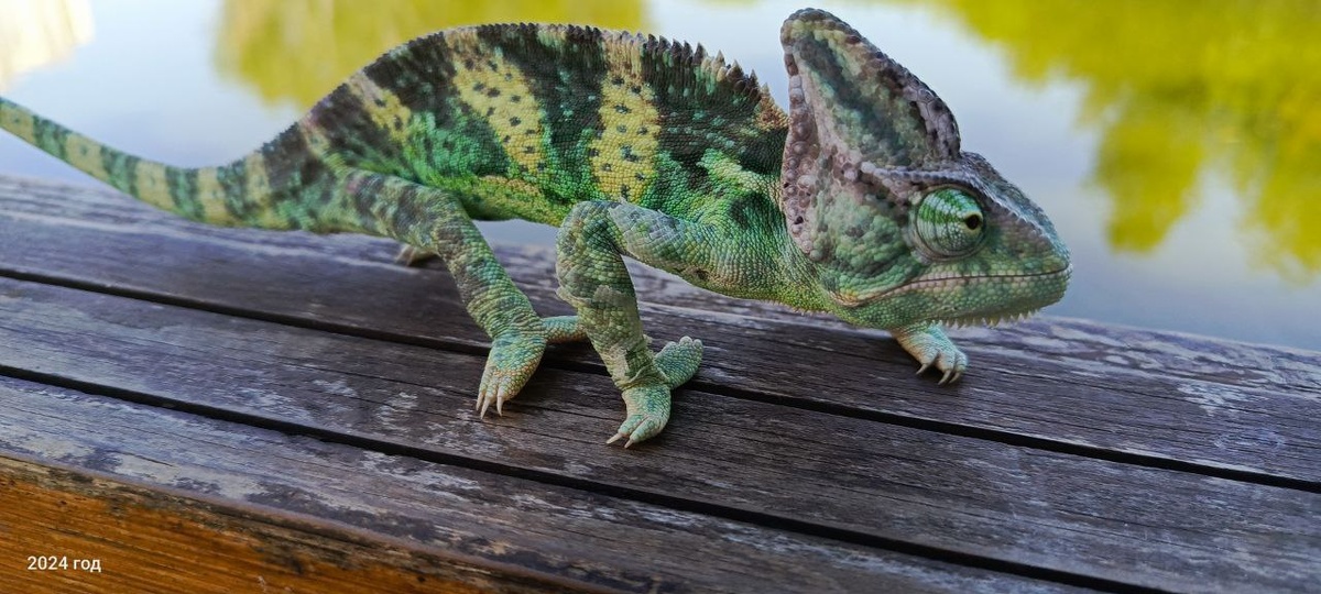 Хамзик. Фото из сесейного архива