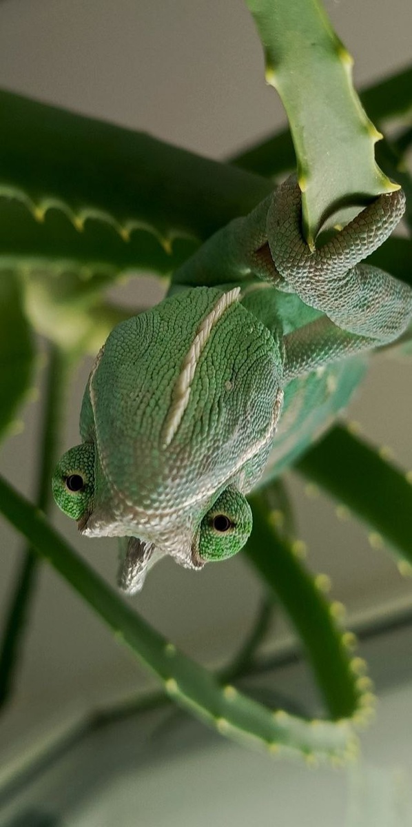 Хамзик сидит на алое. Вот где его реально трудно найти! Фото из семейного архива