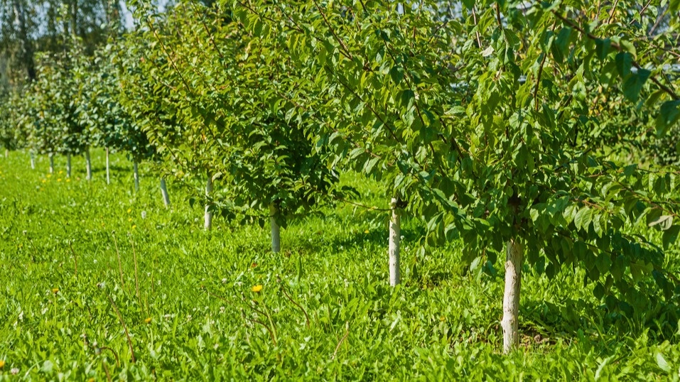 Забыл про паршу и монилиоз на следующий сезон. Искореняющая обработка за 47 рублей