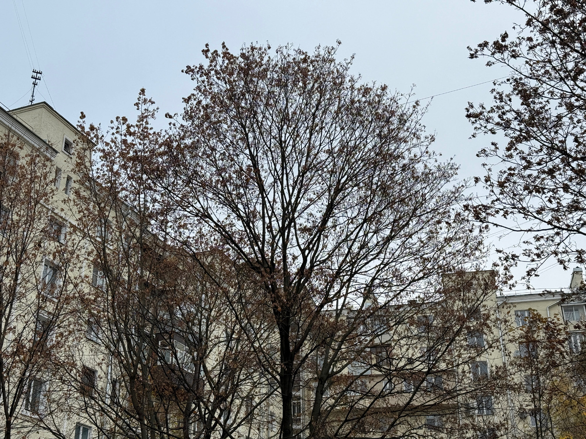 Самайн в городе