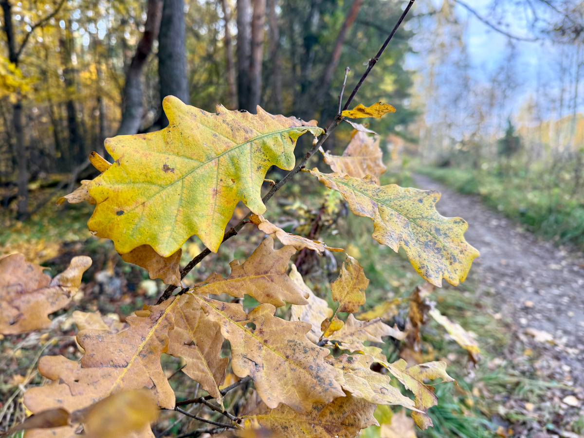У природы тоже трансформация