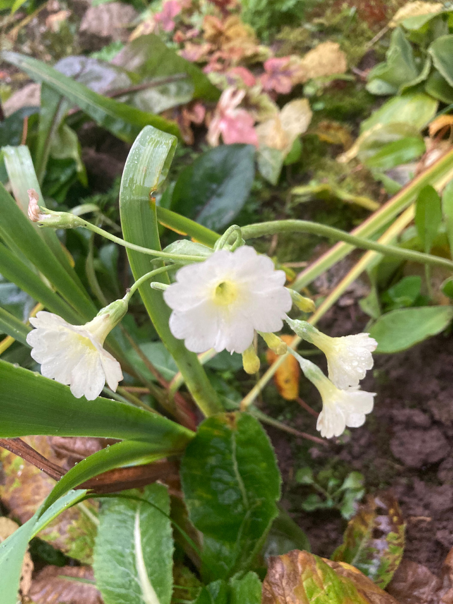 Пусть Вас не смущают листья - это 20-сантиметровый цветонос прилег над соседкой.