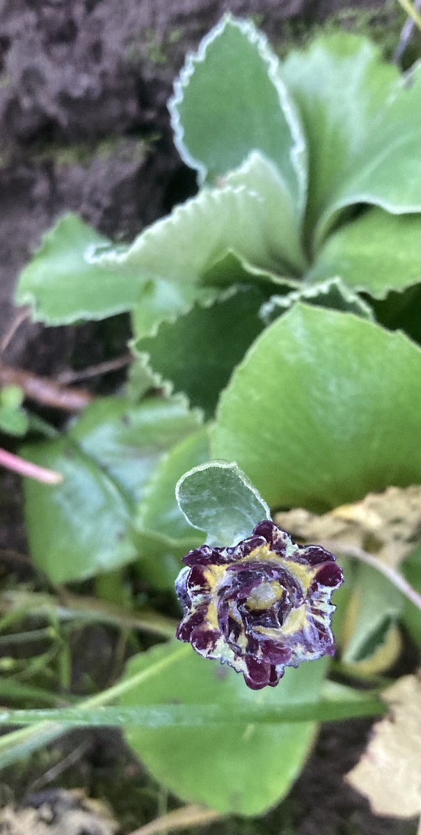 Я кстати долго сомневалась в сортности - на многих фото у этой примулы бордовый окрас. А потом прочитала, что для нее характерны цветы "тёмно-вишнёвого, пурпурного или коричневатого" окраса и успокоилась.