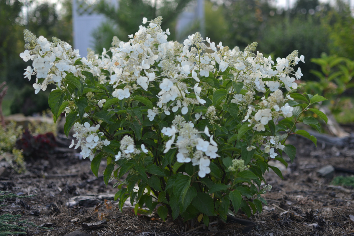Гортензия в июле, две фотографии, листайте