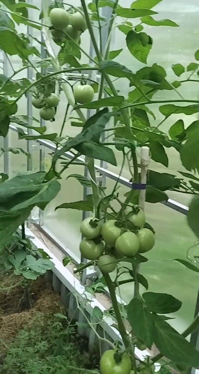 Яблонька России 