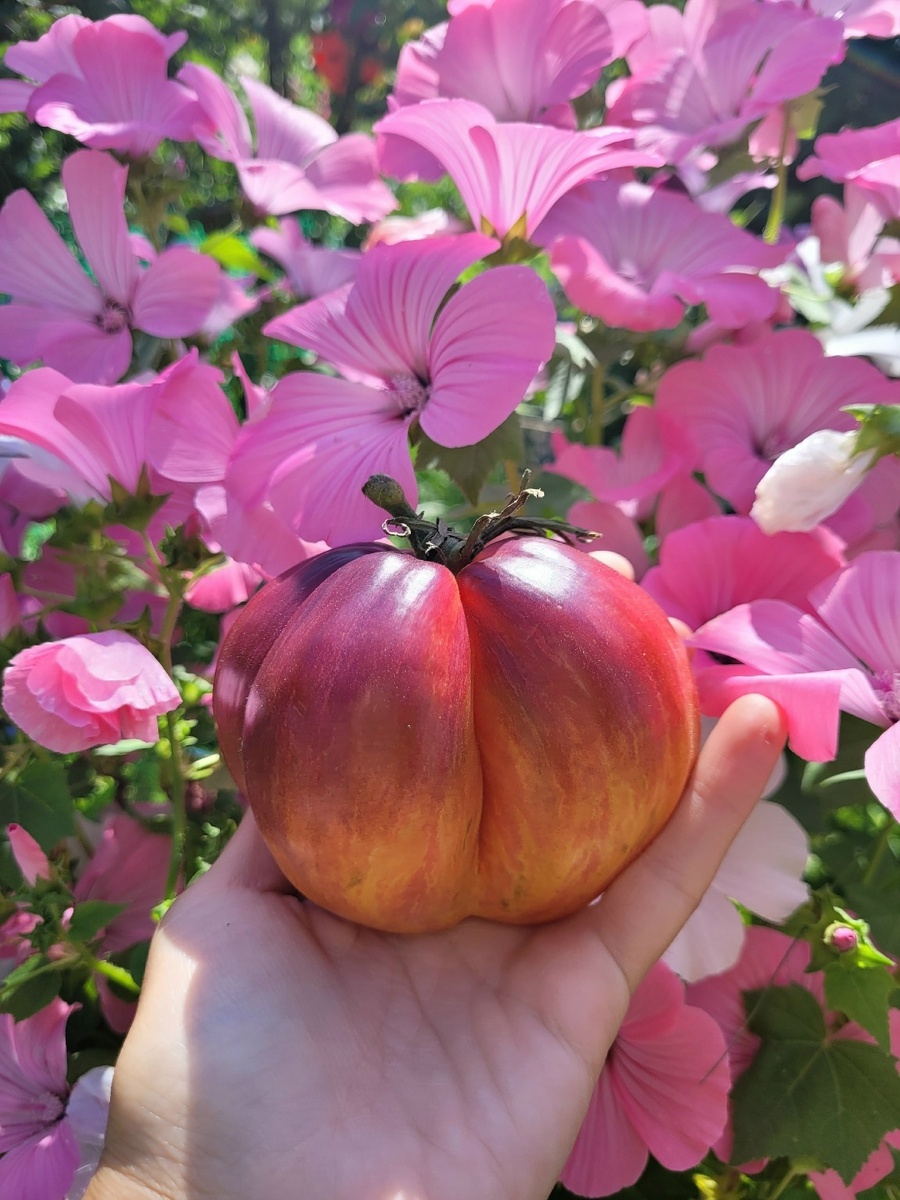 "Огненная комета Софии". Мое фото, мой помидор