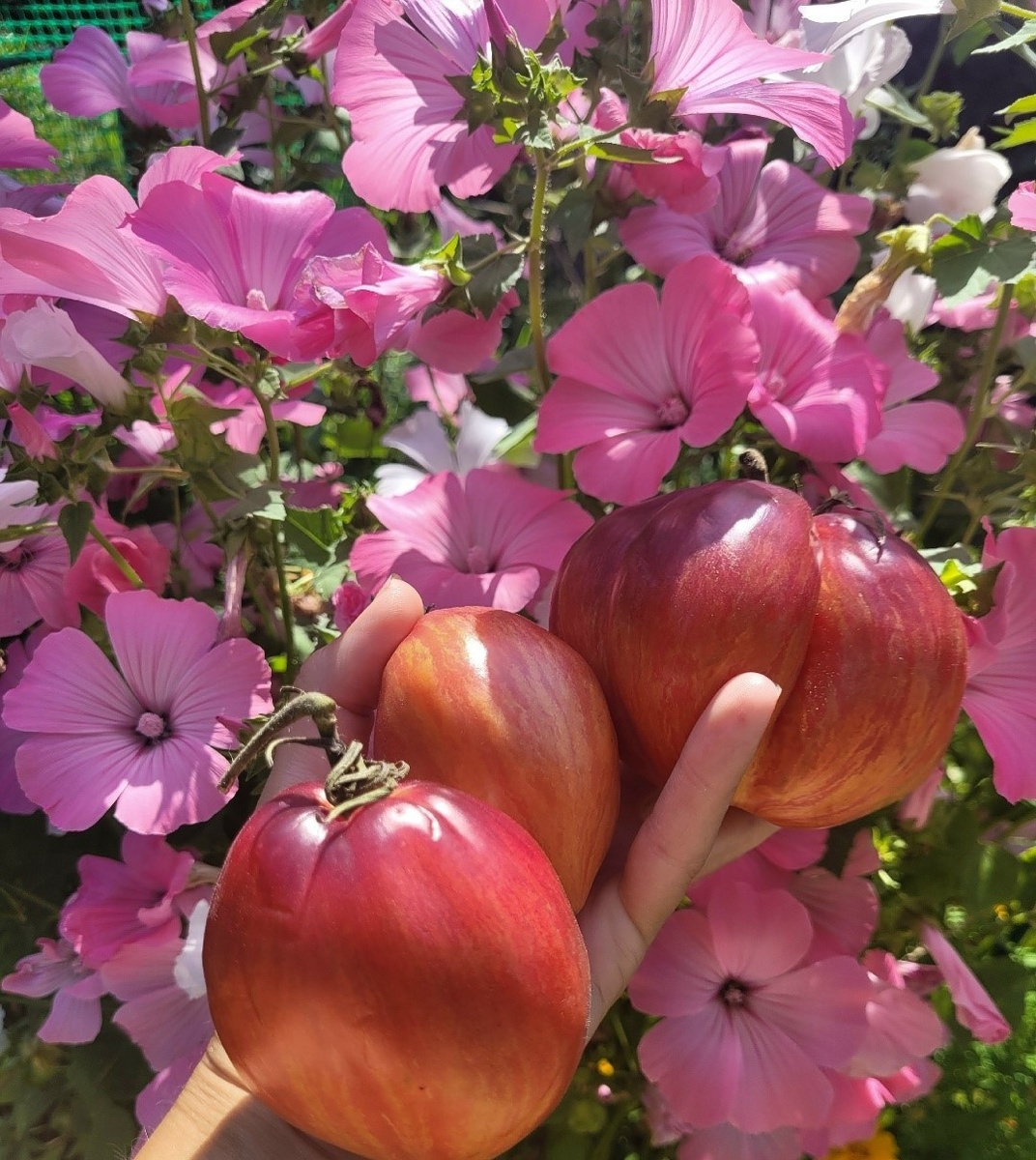 Вот такие красивые томаты получились