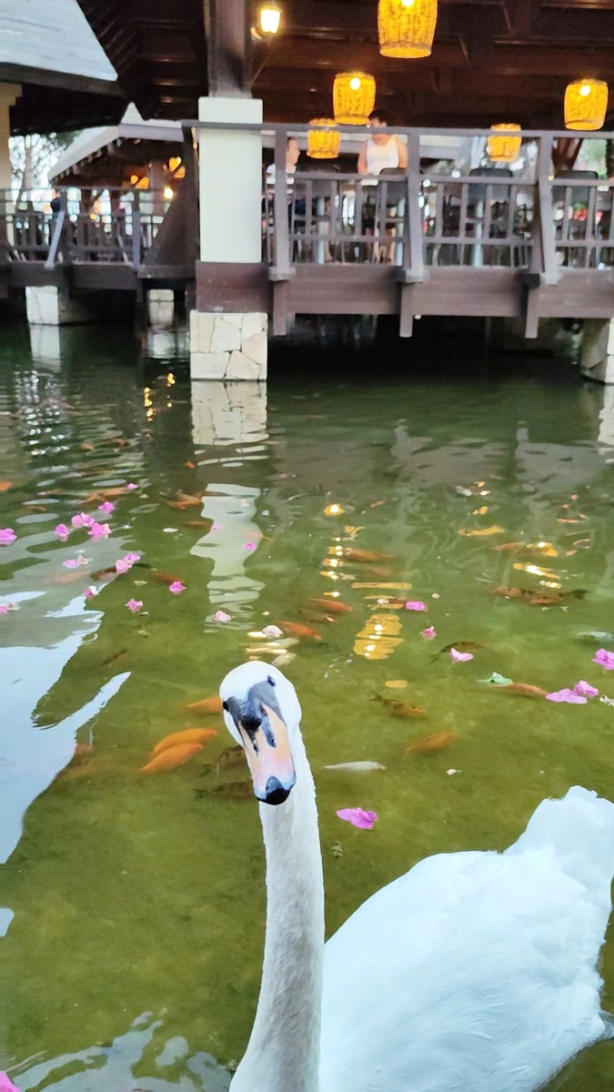 Лебедь и карпы кои