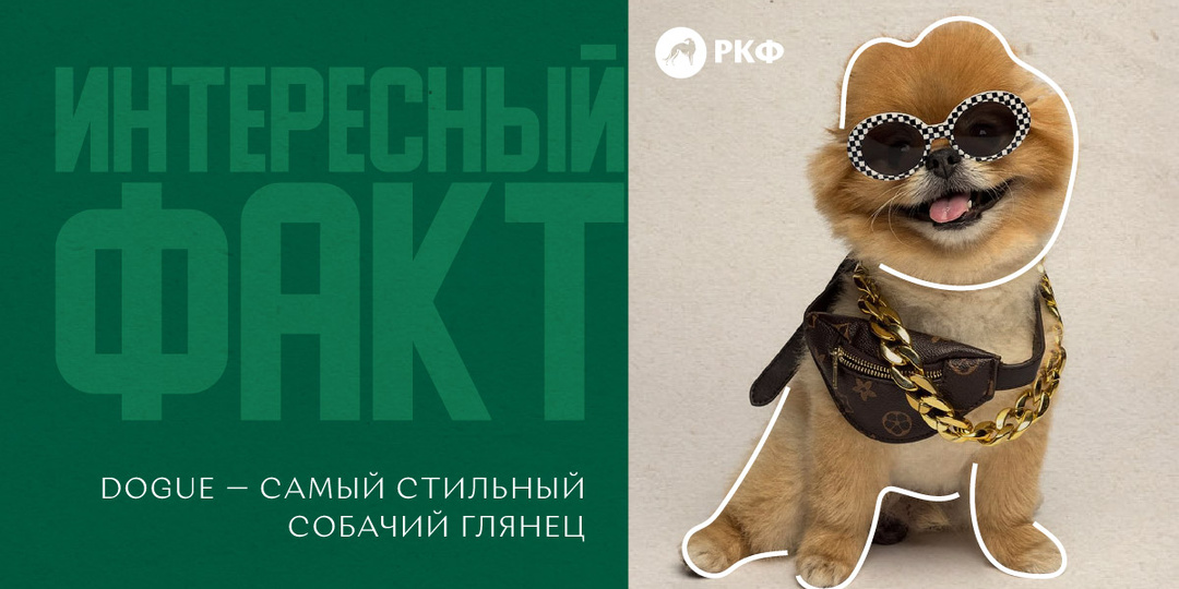 Интересный факт: Dogue — самый стильный собачий глянец