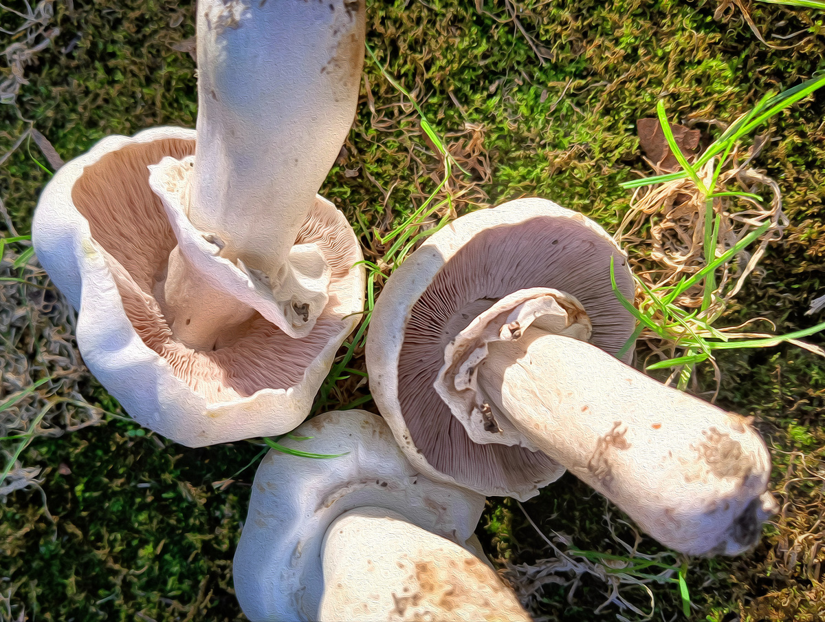 Вы думаете это съедобные шампиньоны? Нет!!!