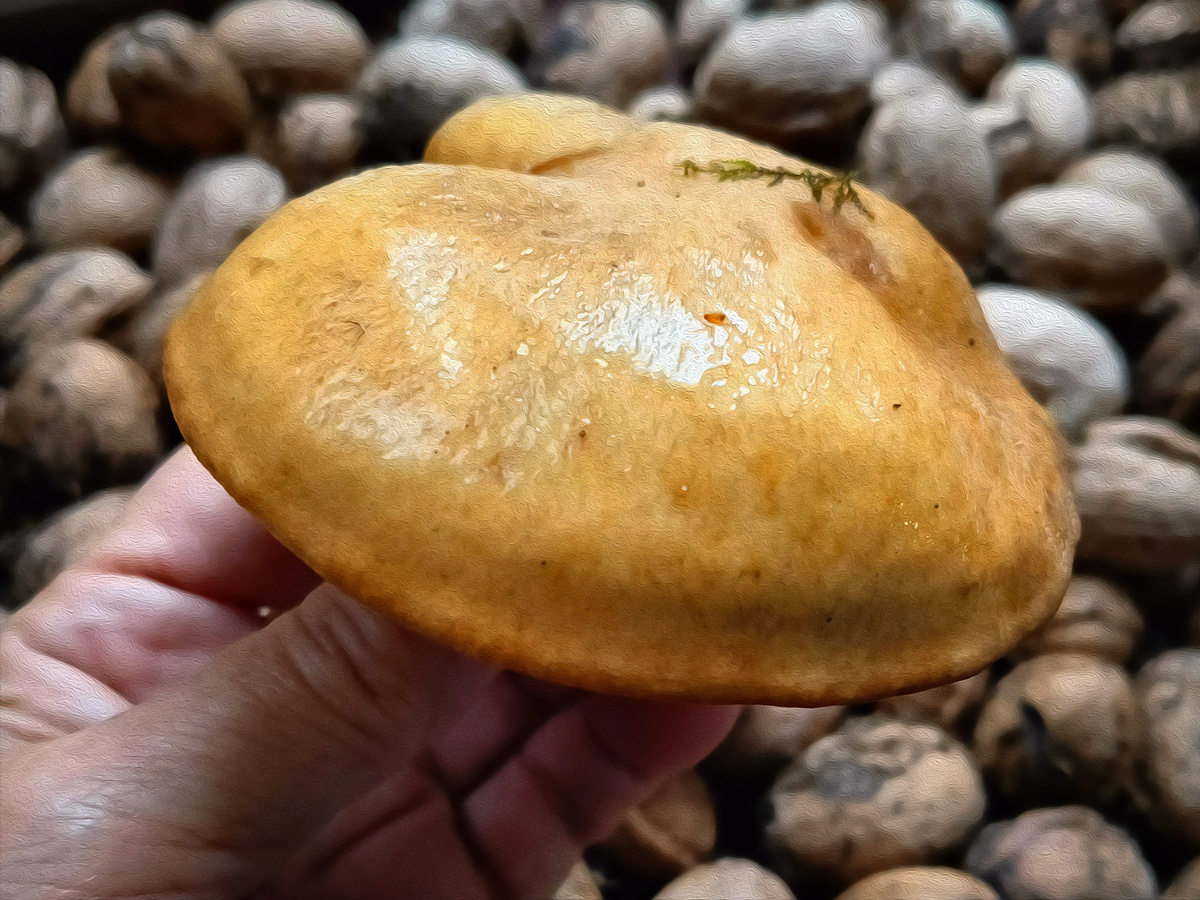 Любимые маслята!