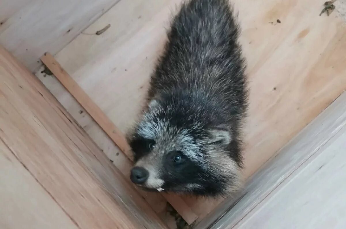    Щенку помогут восстановиться, а затем вернут его в природную среду