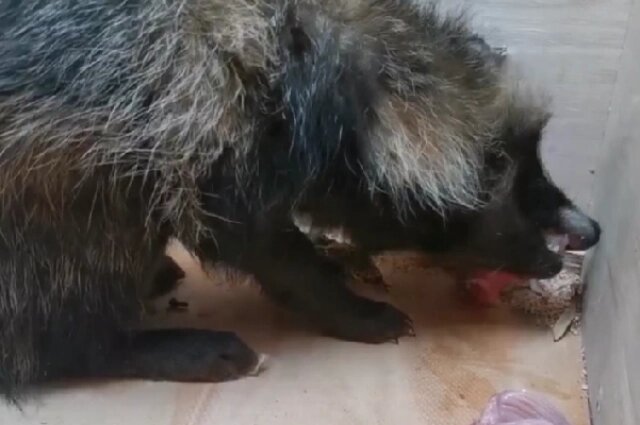    К ноябрю собака должна весить, как минимум, 5 кг. Фото: Центр "Большое гнездо" в Кирове