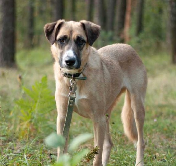 🐶 Скромная Нила ищет своих людей