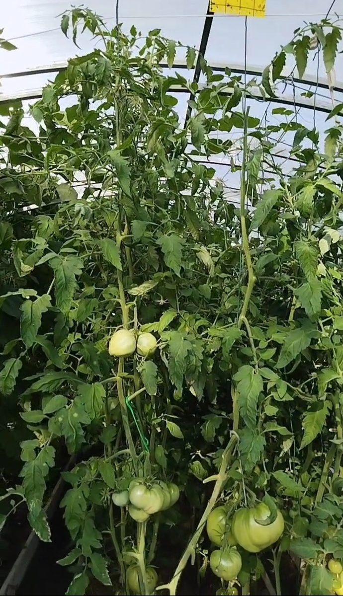 Любимый праздник