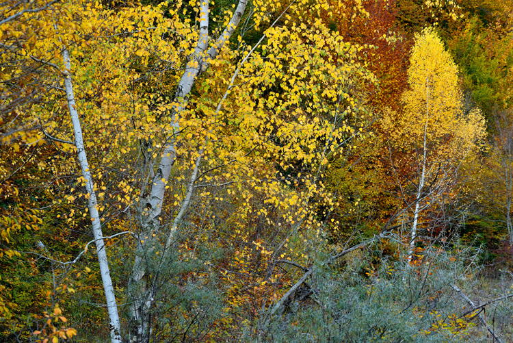 Березы в Пиркулинском заповеднике
