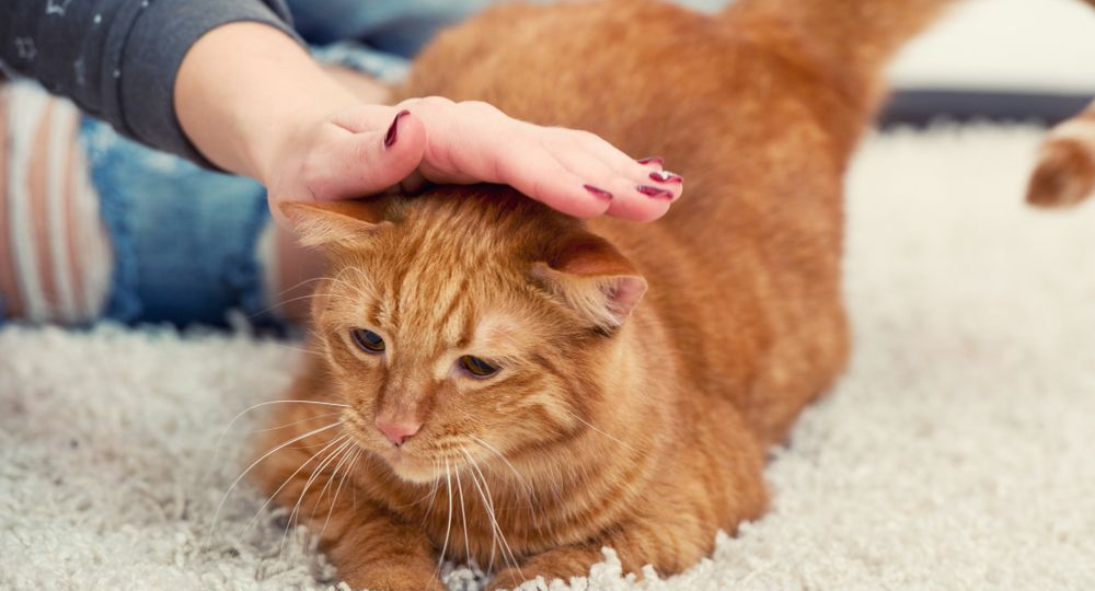 😾Кошачья беда: привычка хозяев, которая бьёт по здоровью мурлыки