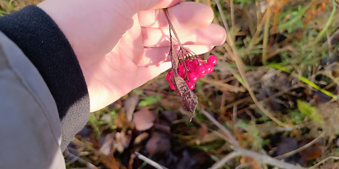 Калина Красная: Забытые Рецепты Предков и Тайны Ягоды, что Сильнее Времени