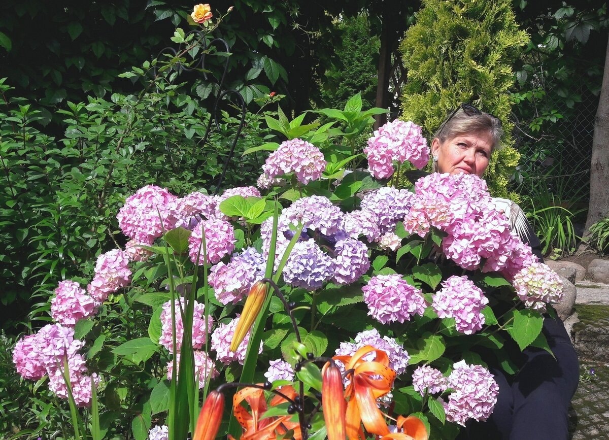 ЦВЕТЕНИЕ ПЕРЕМЕНЧИВОЙ ГОТЕНЗИИ В САНКТ-ПЕТЕРБУРГЕ-РЕГУЛЯРНОЕ И ОБИЛЬНОЕ
