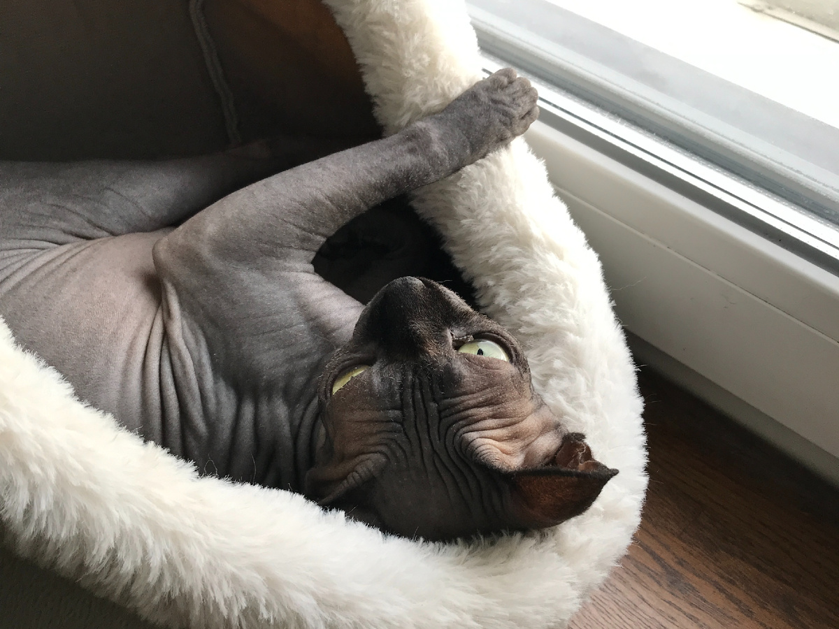 Темперамент — ключ к пониманию питомца