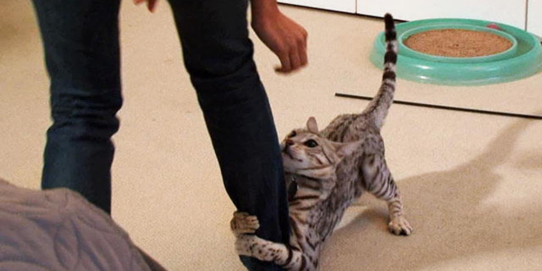 😾Как нельзя реагировать, когда кошка набрасывается на человека: не совершайте ошибок!