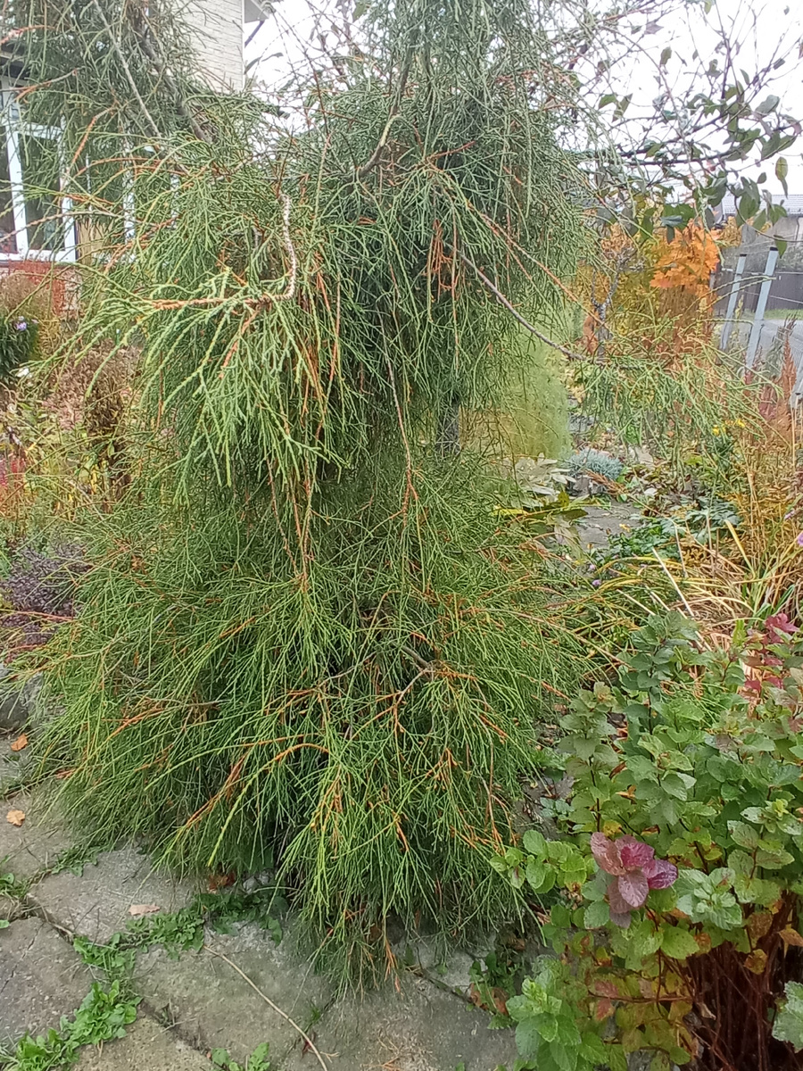 1. Кипарисовик горохоплодный