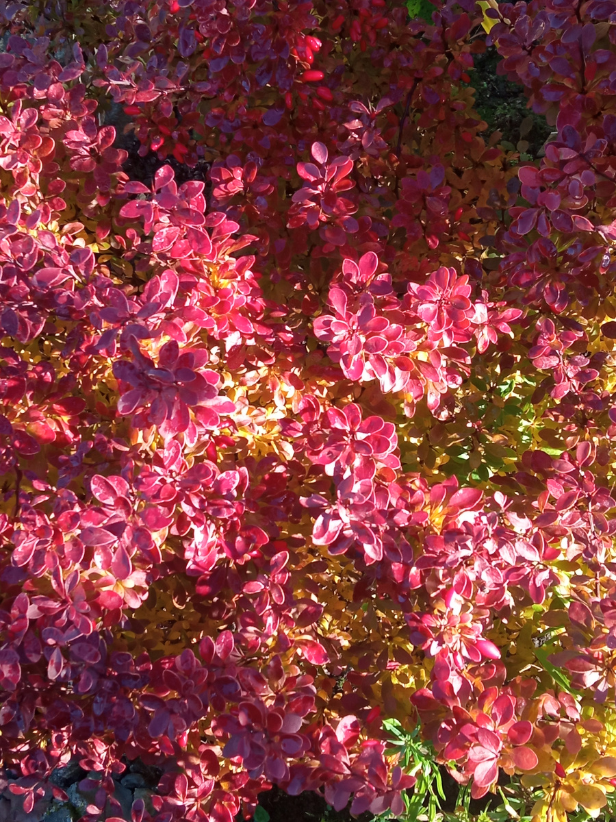 3. Барбарис Тунберга 'Admiration'