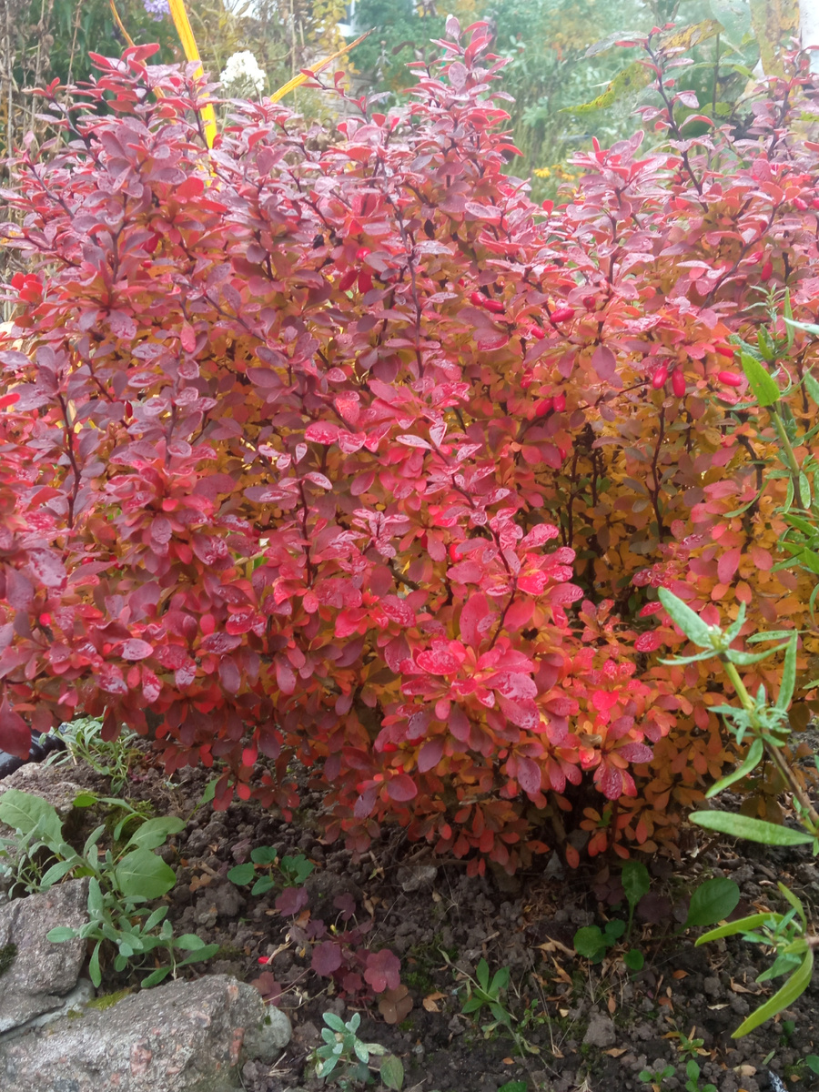 2. Барбарис Тунберга 'Admiration'. 3 фото, листайте