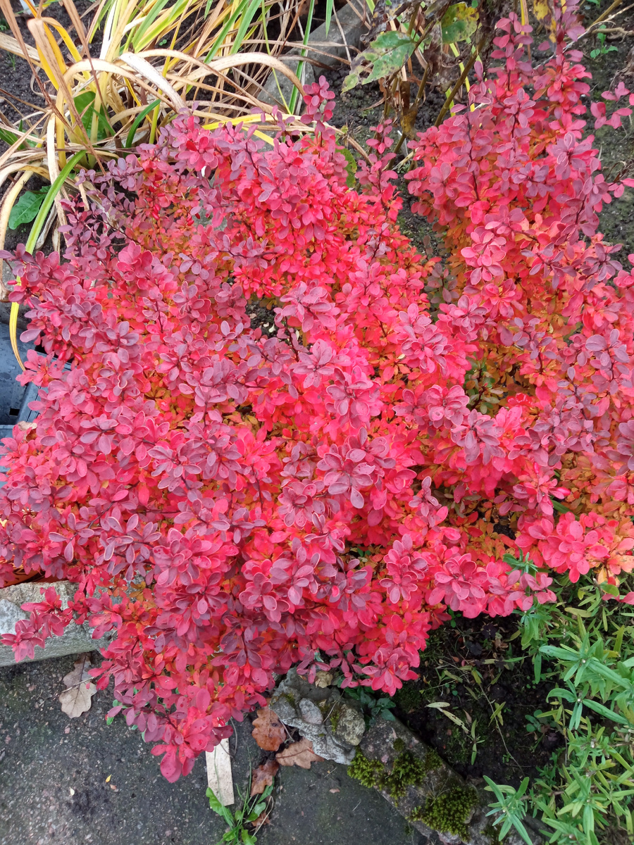 4. Барбарис Тунберга 'Admiration'