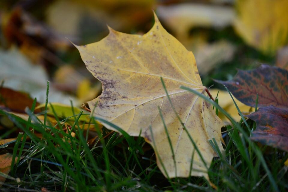    Осень. Погода. Сентябрь.. Источник: media4media.ru