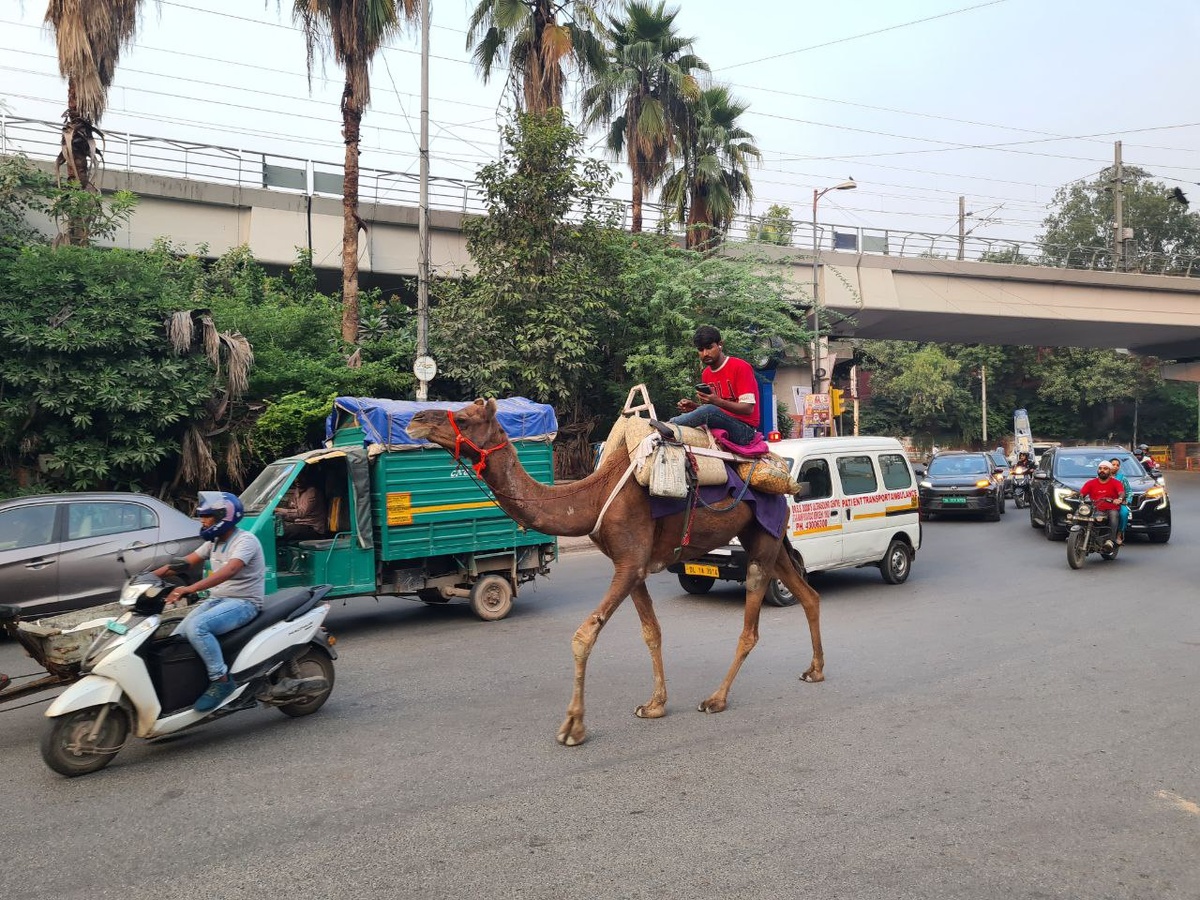Человек со смартфоном на верблюде выглядит бесподобно
