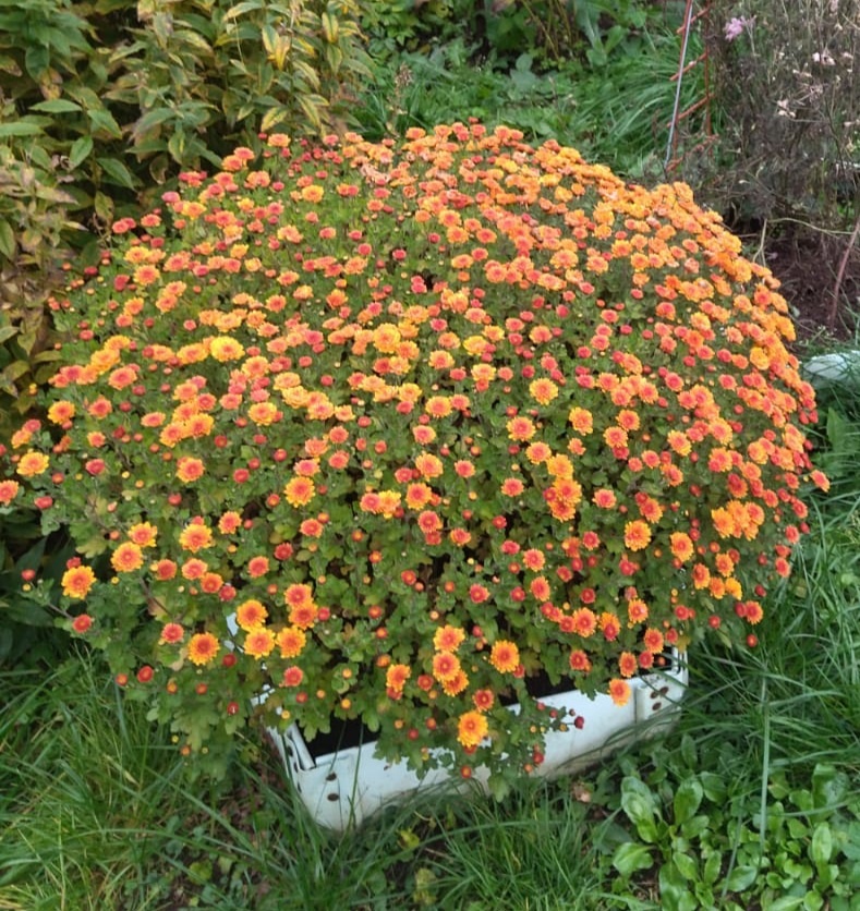 Дачная хризантема