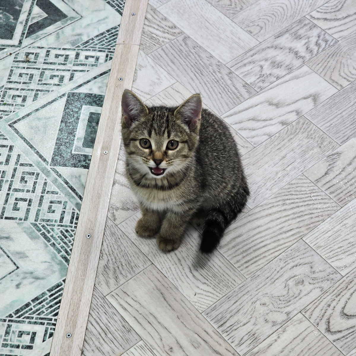 полосатый малыш с языком наружу