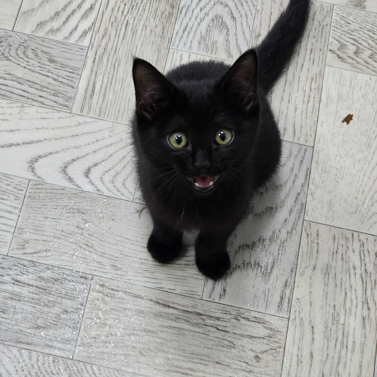 черная пантера с золотыми глазами