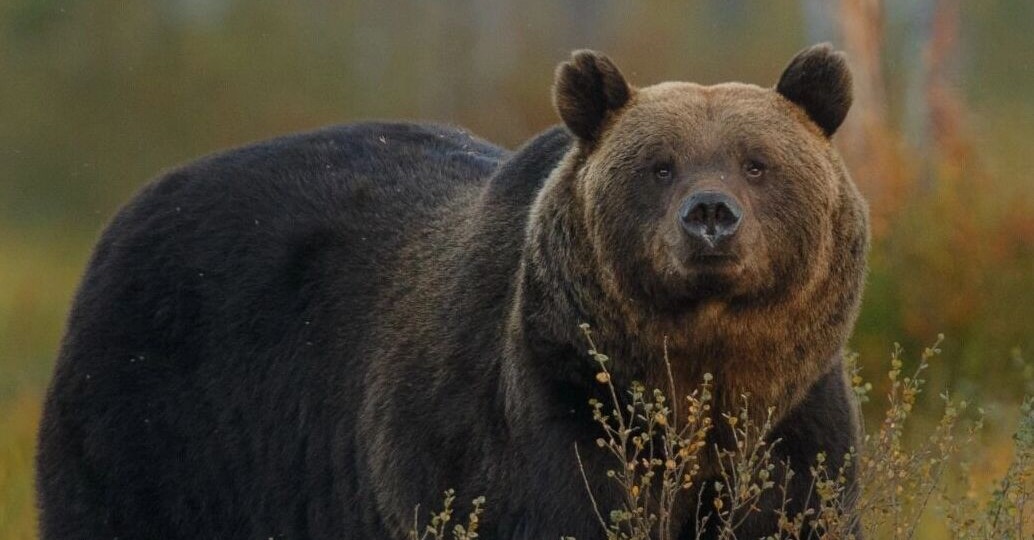Огромный медведь ломился в дом жителей Хабаровского края