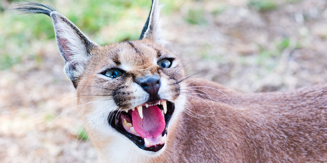 Каракал: дикая кошка с кисточками, которая покоряет сердца
