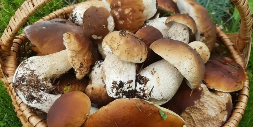 Можно или нет употреблять в пищу червивые грибы???