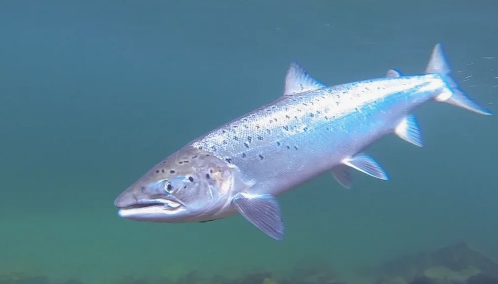 Фото: Смолт — молодой атлантический лосось перед уходом в море. Серебристая окраска и преобразованный организм позволяют этой рыбе сменить пресную воду на солёные просторы Атлантики