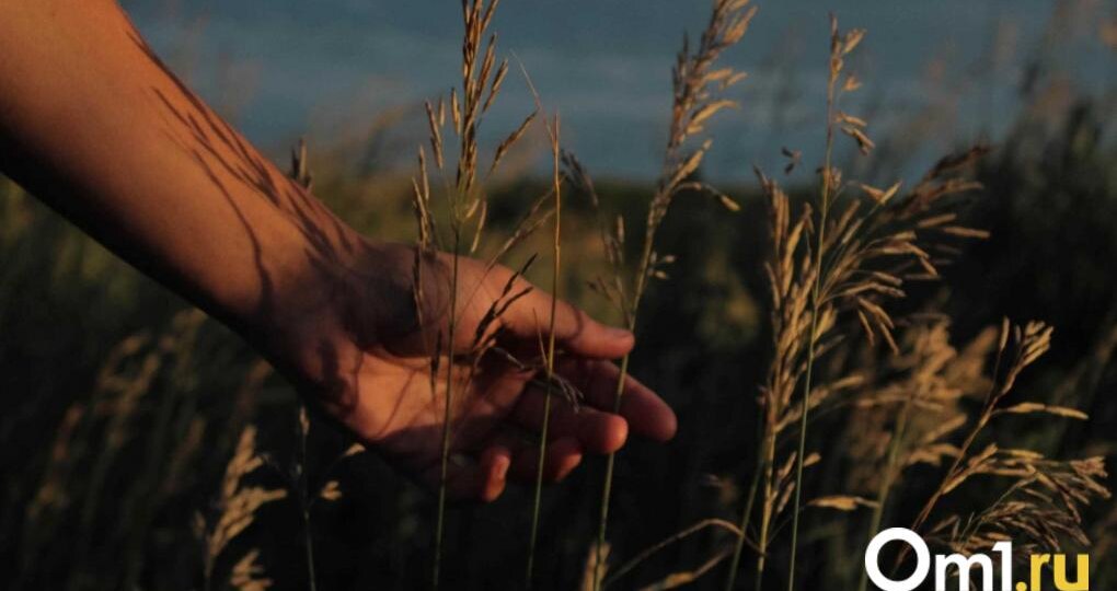 Омские фермеры закрывают хозяйства из-за низких цен на зерно