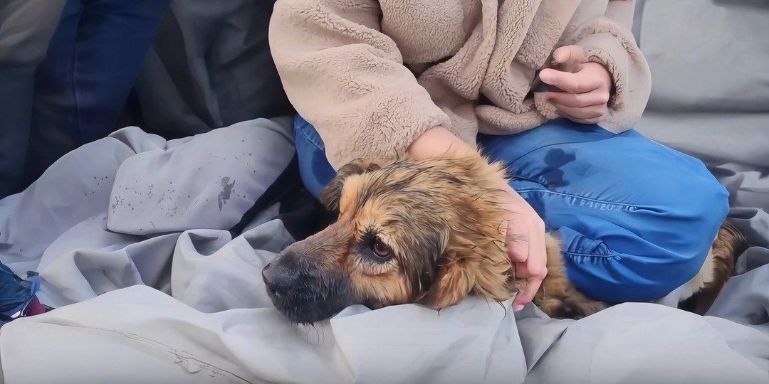 «МЧС отказались ехать за псом»: волонтёры спасли собаку, застрявшую на острове в Казани