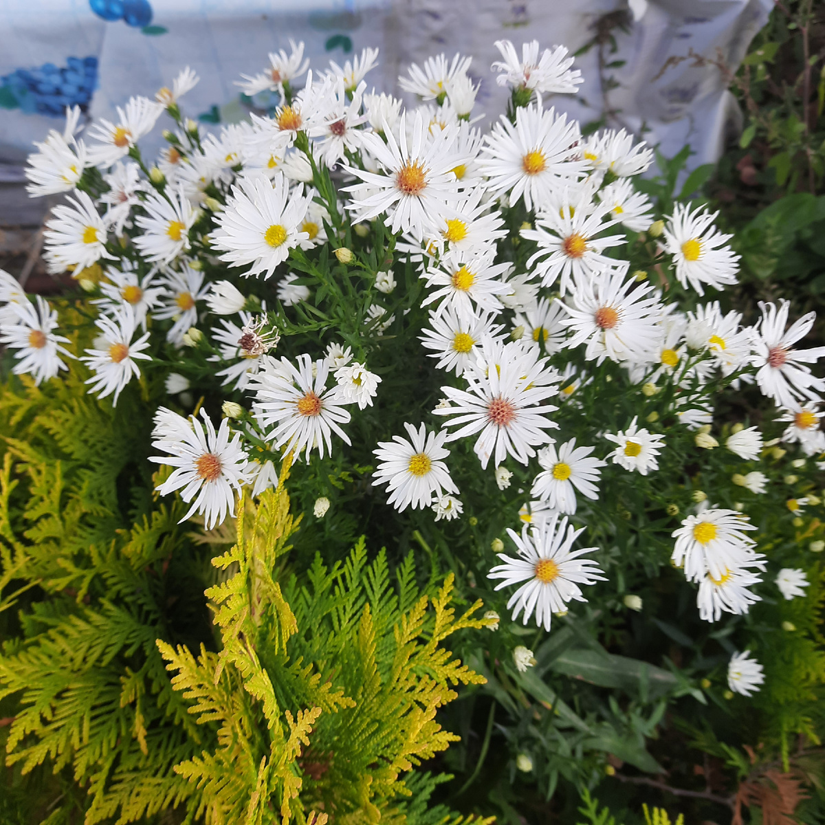 Туя и бельгийская астра