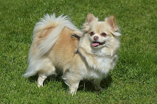 Чихуахуа – мексиканская порода собак, завоевавшая сердца миллионов своей уникальной внешностью и преданностью.