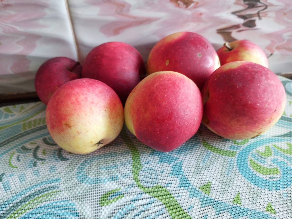 Последние в этом году, самые сочные яблочки. Фото автора.