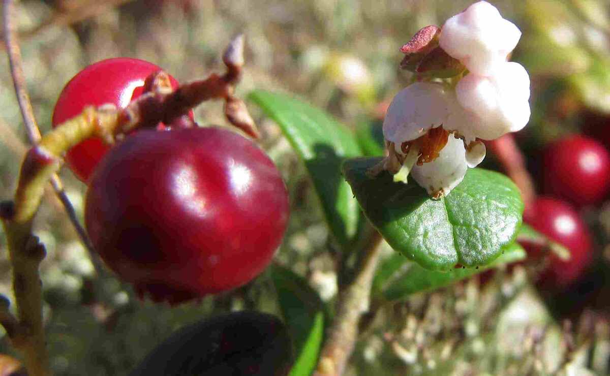 Зацвела брусника в сентябре