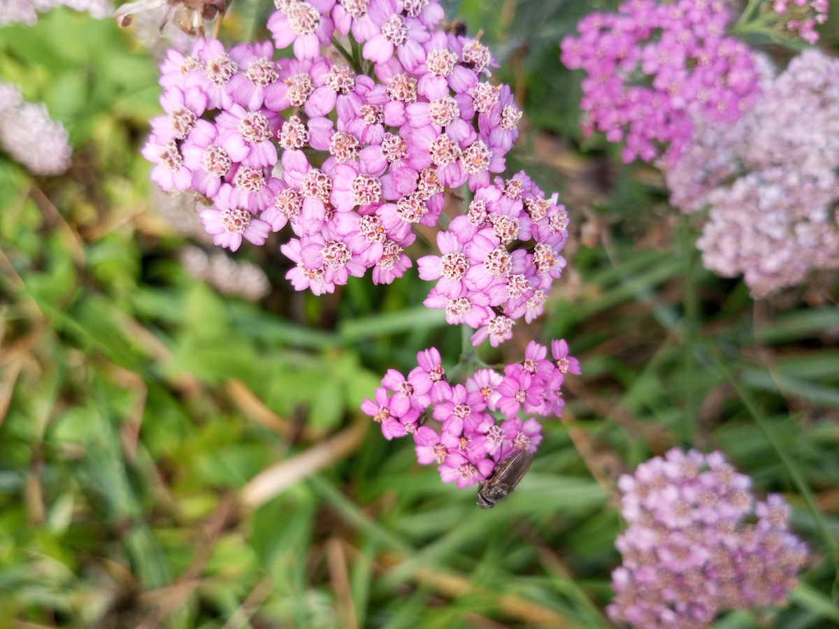 Прелестница-кашка. Со цветами прощаемся до весны. Это было чудесное лето. Фото автора.
