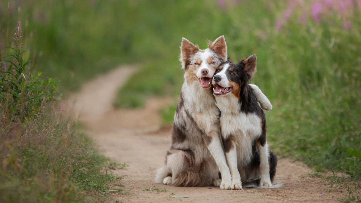 Собаки ссорятся – и мирятся. Если создать им условия, при которых исчезнет или потеряет значение главный триггер, отношения между собаками наладятся. Фото Anna Averianova/AdobeStock