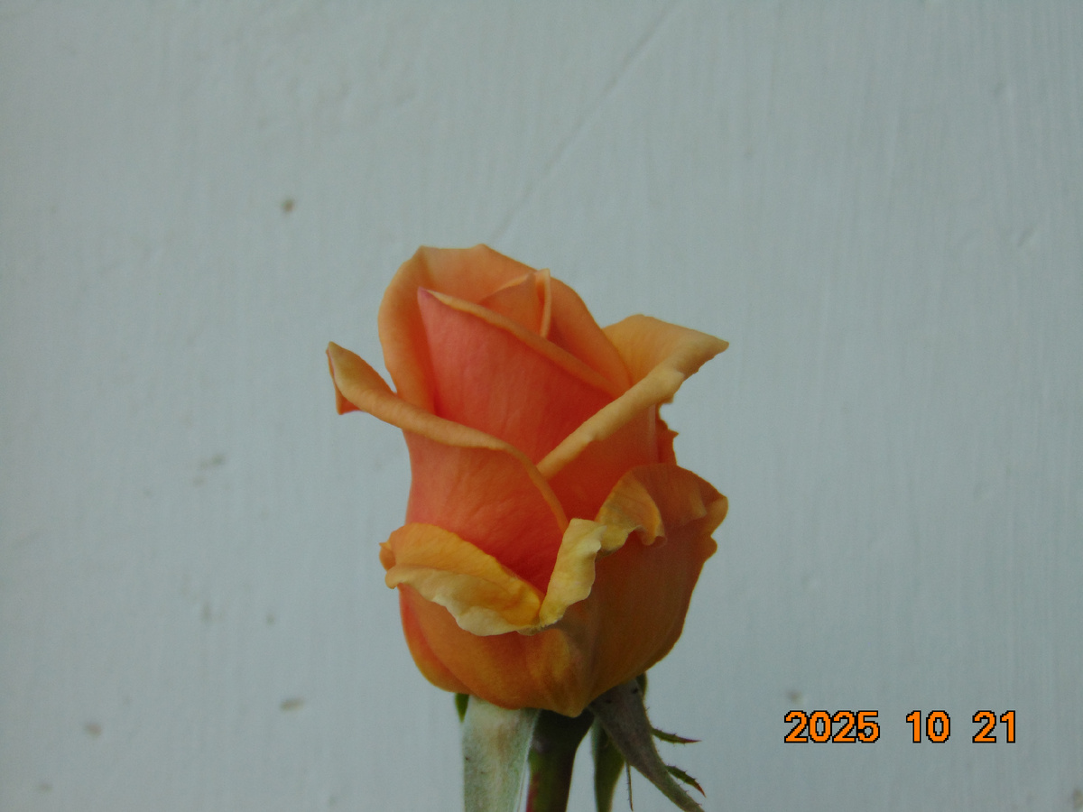 Раскрывающийся бутон ч/г розы Гейша