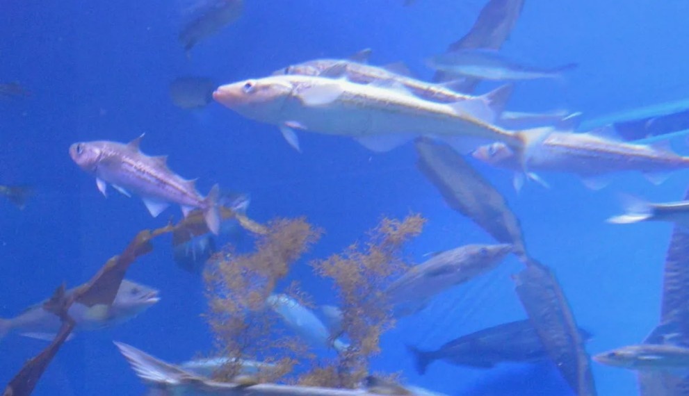 Фото: Минтай в естественной среде обитания. Стая рыб в холодных водах Тихого океана