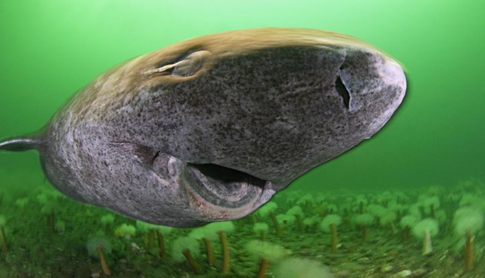 Гренландская полярная акула. Фото гиганта, который взрослеет 150 лет