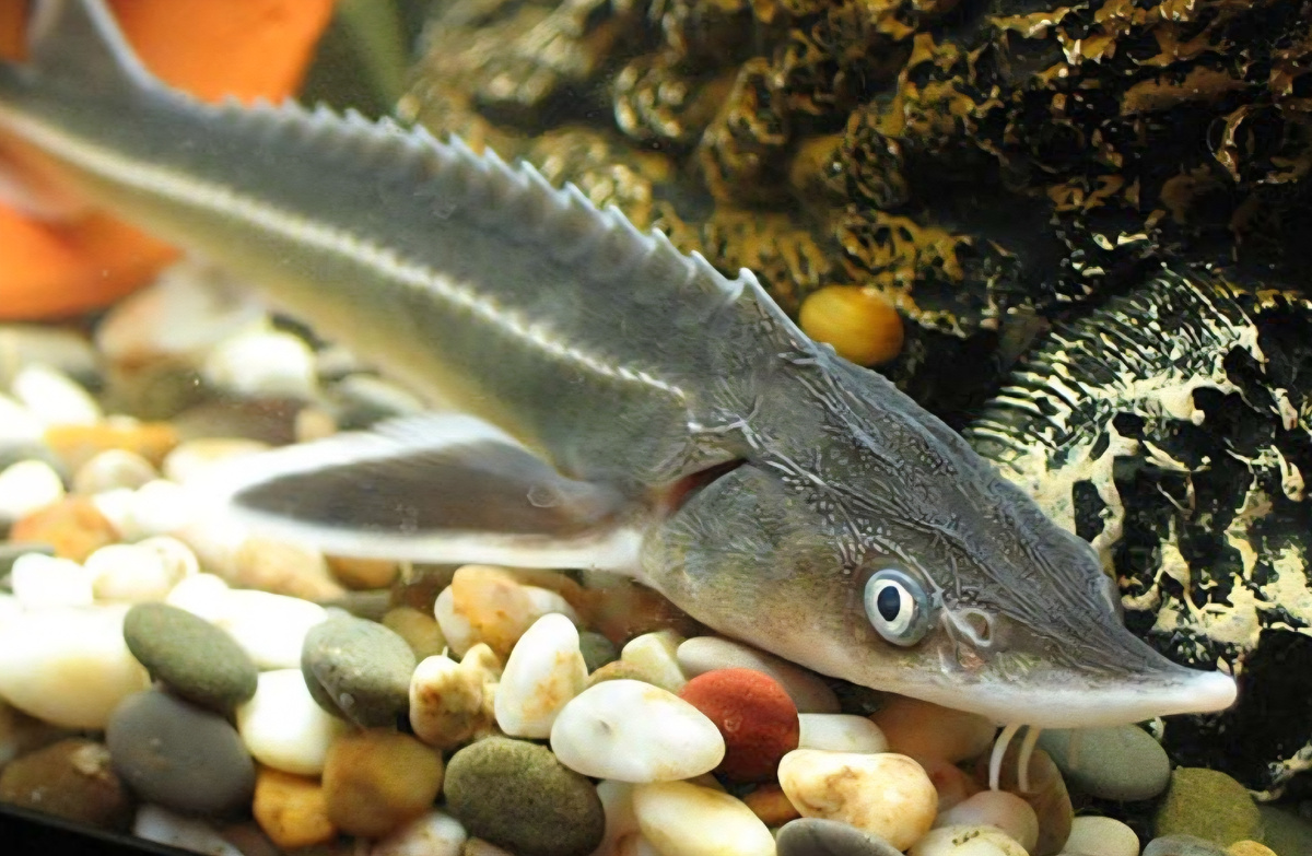 Стерлядь. Костяные щитки на спине и боках — природная броня рыбы